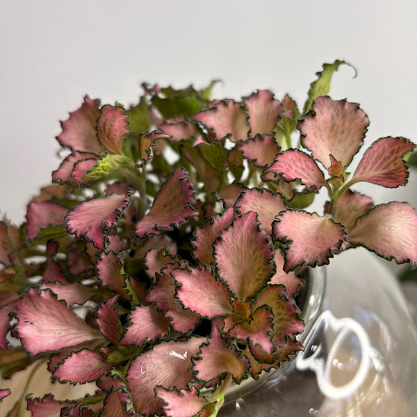 Fittonia Pink in Medium Tilted Self Watering Glass Pot
