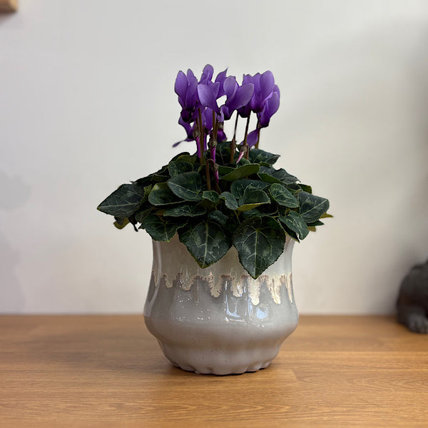 Cyclamen Blue Dragon in Jesse Pot Sky