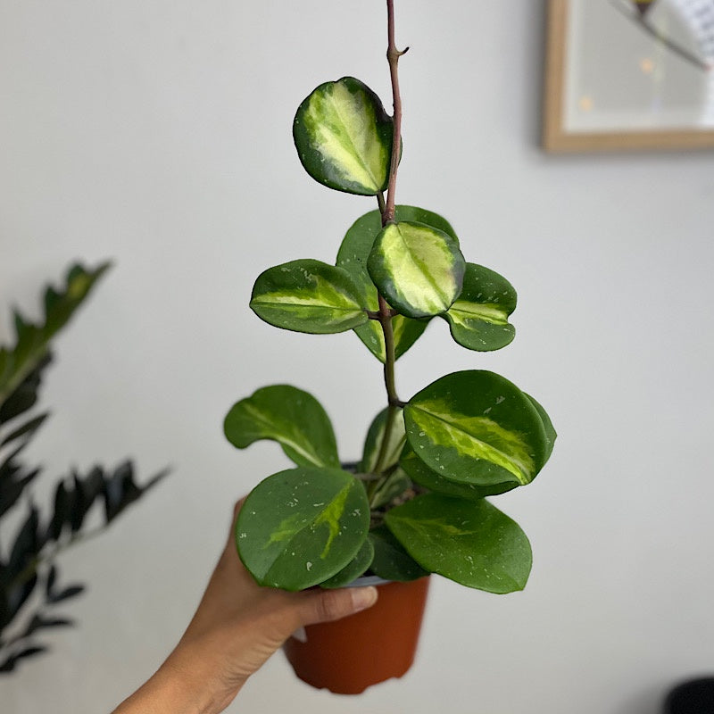 Hoya Obovata 130mm