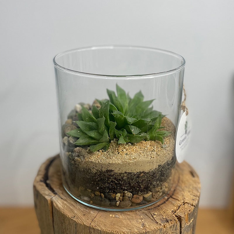 Cylinder Open Terrarium with Haworthia #3003