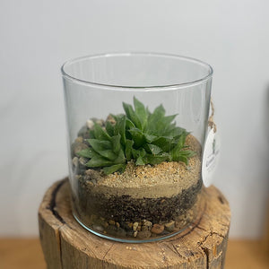 Cylinder Open Terrarium with Haworthia #3003