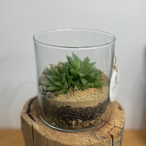 Cylinder Open Terrarium with Haworthia #3003