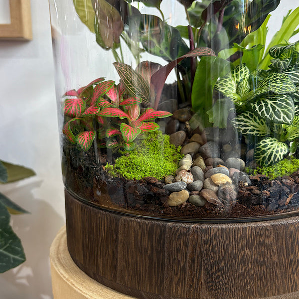 X-Large Helga Terrarium with Lush Forrest with Timber Base and Ball #1912