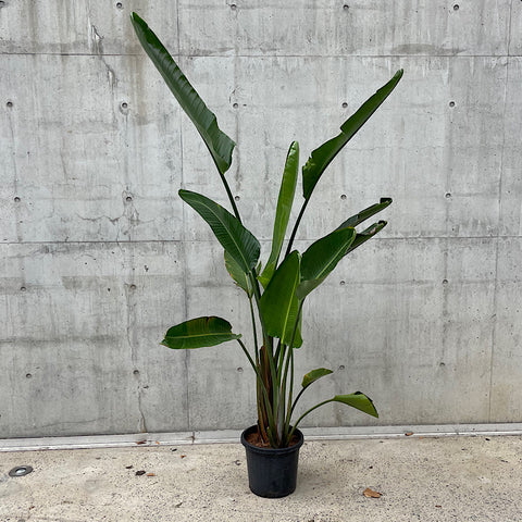 Strelitzia Nicolai Giant Bird of Paradise 300mm