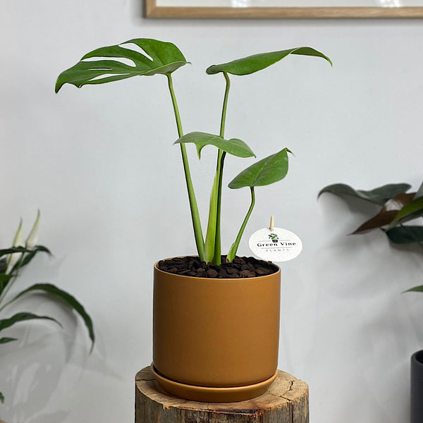 Monstera Deliciosa 'Tauerii' in Medium Oslo Pot Cinnamon