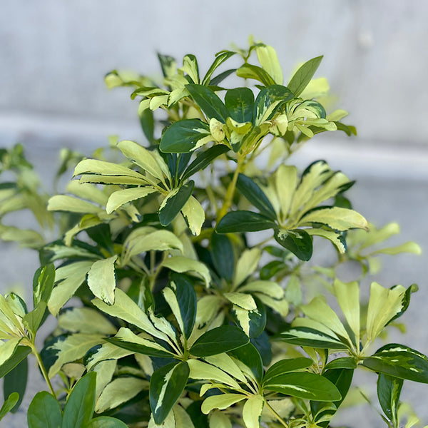 Schefflera Madam De Smet Dwarf Umbrella 200mm