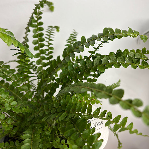 Lemon Button Fern in Medium Brisa Pot Sage