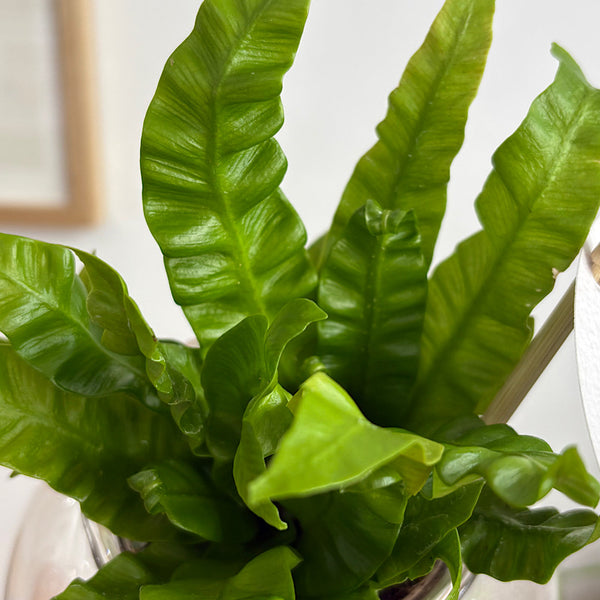 Fern in Medium Self Watering Glass Pot