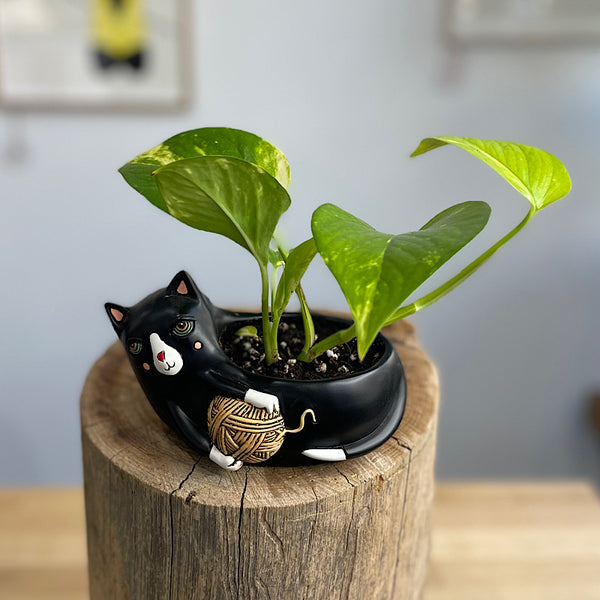 Devil's Ivy in Baby Black Cat with Yarn Planter