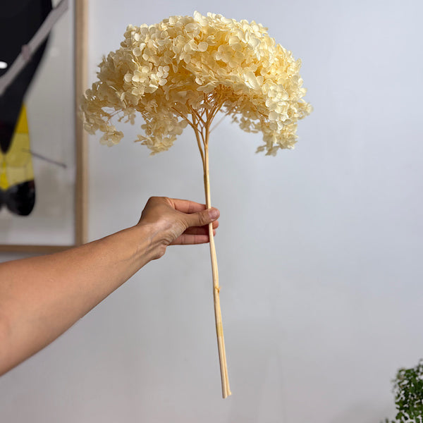 Preserved Hydrangea Peach