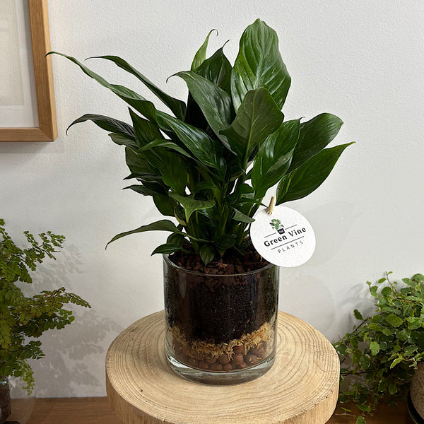 Domino Peace Lily in Small Glass Pot