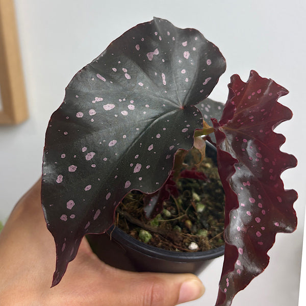 Begonia Cracklin' Rosie 100mm