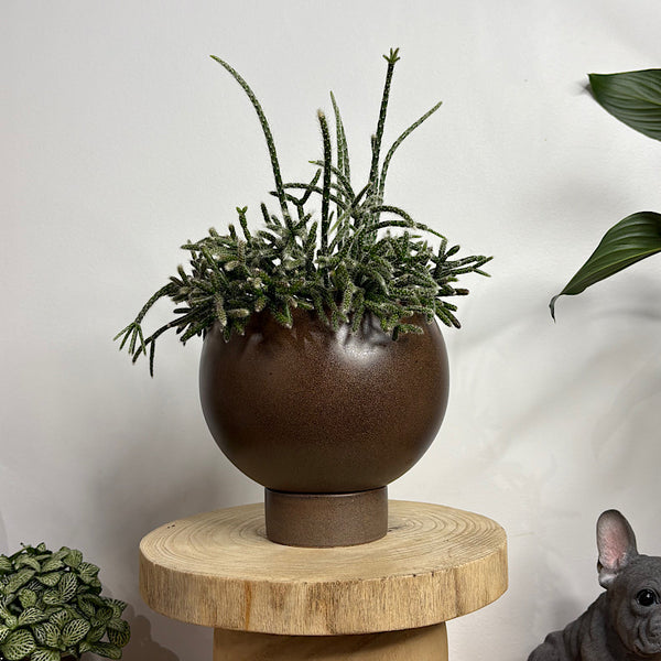 Rhipsalis Pilocarpa in Small Orbit Pot Coffee