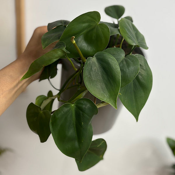 Philodendron Cordatum 170mm