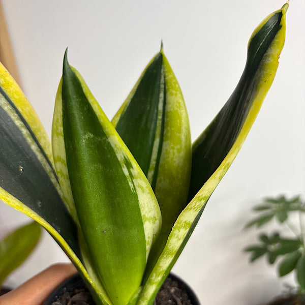 Sansevieria Trifasciata Black Gold Snake Plant 80mm