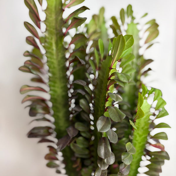 Euphorbia Trigona Rubra 170mm