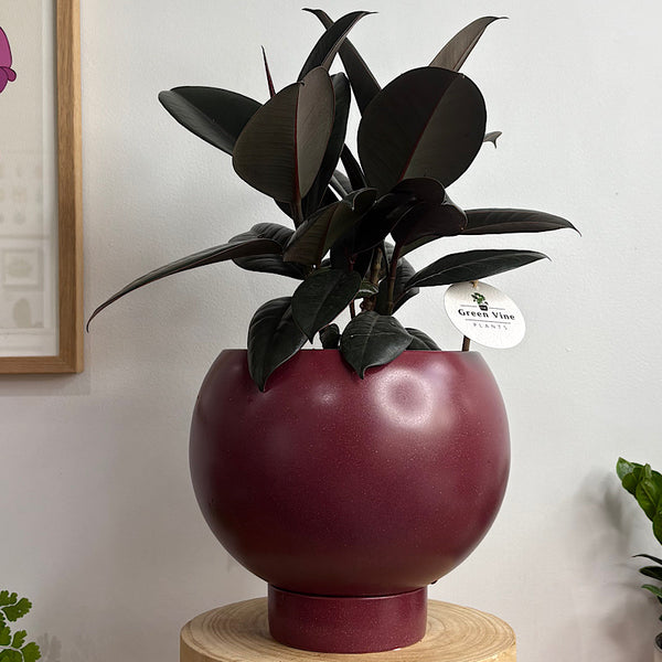 Burgundy Ficus in Large Orbit Ruby