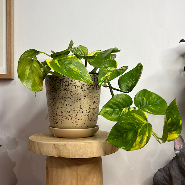 Devil's Ivy Pothos in Medium Gerti Speckle Pot Cookies & Cream