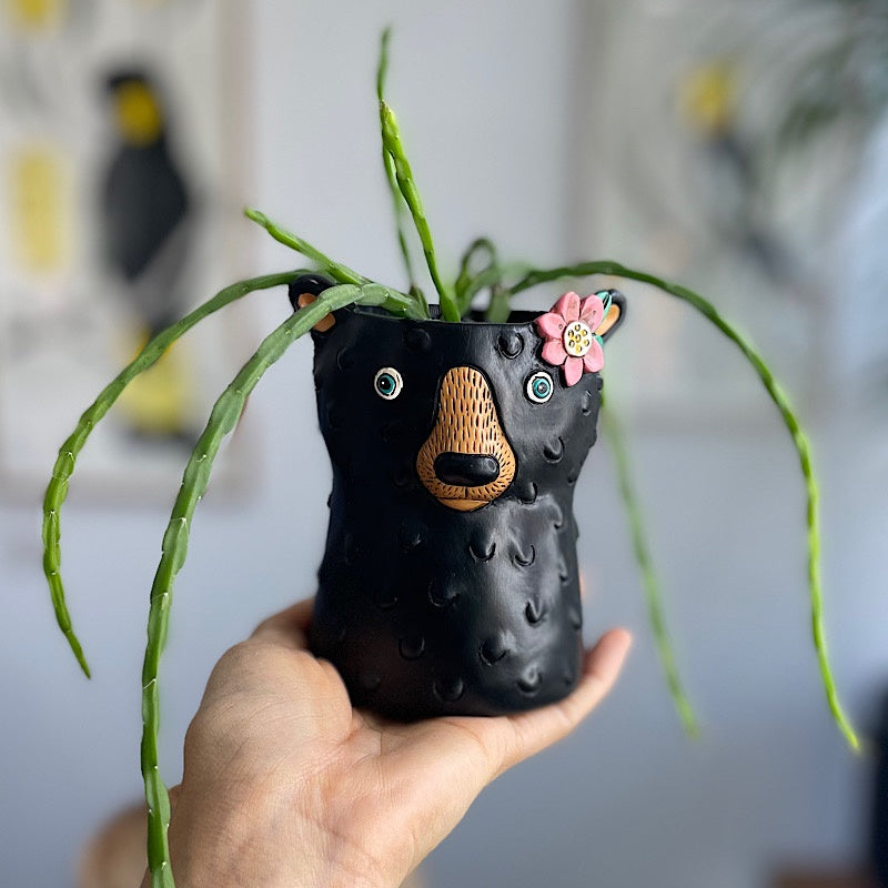 Rhipsalis in Baby Bear Planter Black