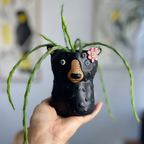 Rhipsalis in Baby Bear Planter Black