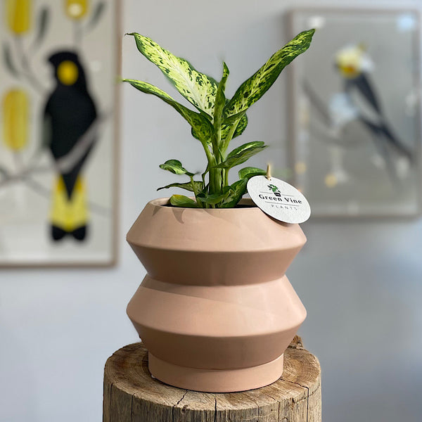 Dieffenbachia Amy in Small Hanover Pot Peach