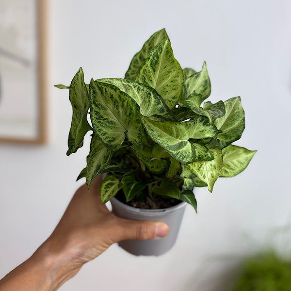 Syngonium White Butterfly 105mm