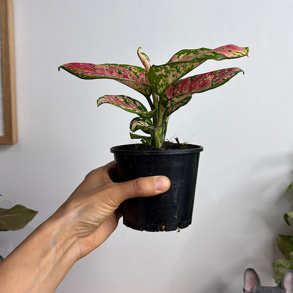 Aglaonema Crimson Valentine 100mm