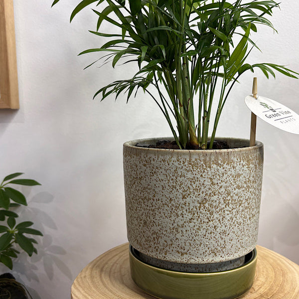 Parlour Palm in Small Pollock Pot Limestone
