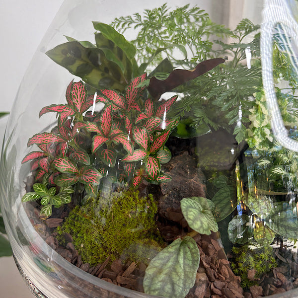 Large Luka Teardrop Dome Terrarium #0412
