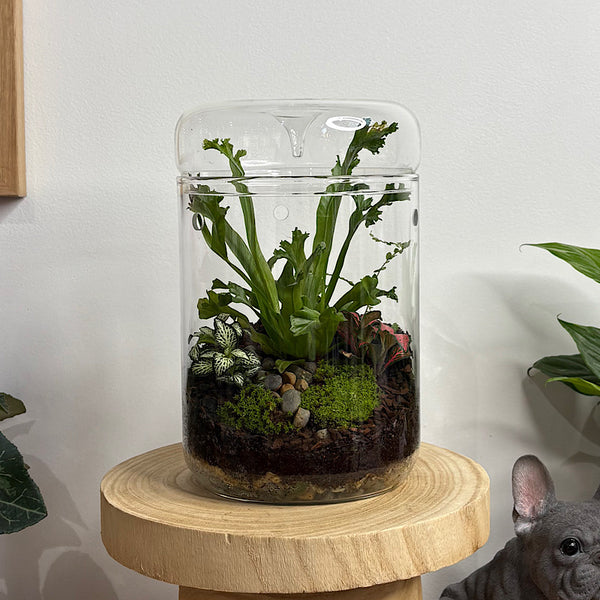 Astrid Tall Drip Terrarium with Ferns and Fittonias