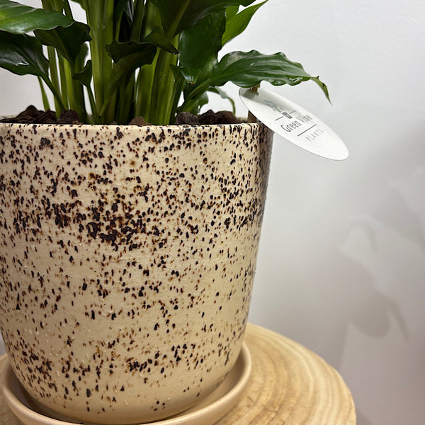 Peace Lily in Medium Gerti Pot Cookies and Cream