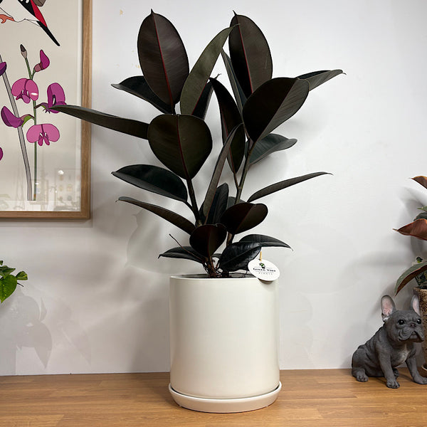 Ficus Burgundy Rubber Tree in X-Large Oslo Pot White