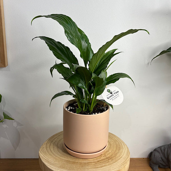 Peace Lily in Small Oslo Pot Peach