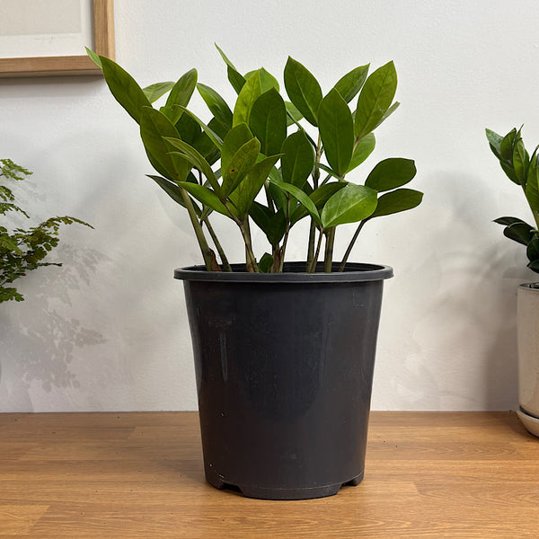Zamioculcas Zamiifolia Zanzibar Gem 180mm