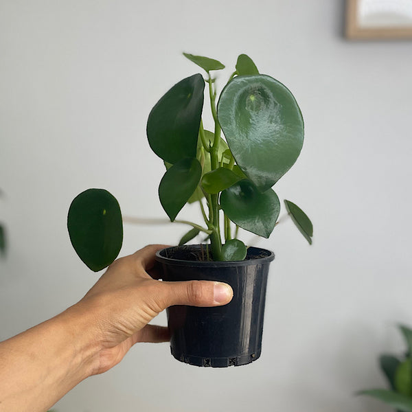 Peperomia Polybotrya Raindrop Pep 100mm