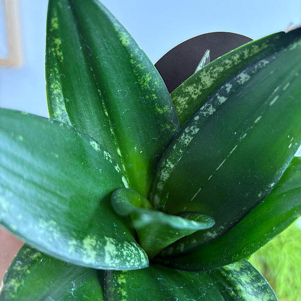Sansevieria Whitney Hahnii Snake Plant 70mm