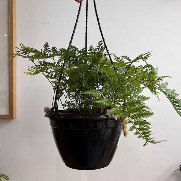 Davallia Feejensis Rabbits Foot Fern 200mm Hanging