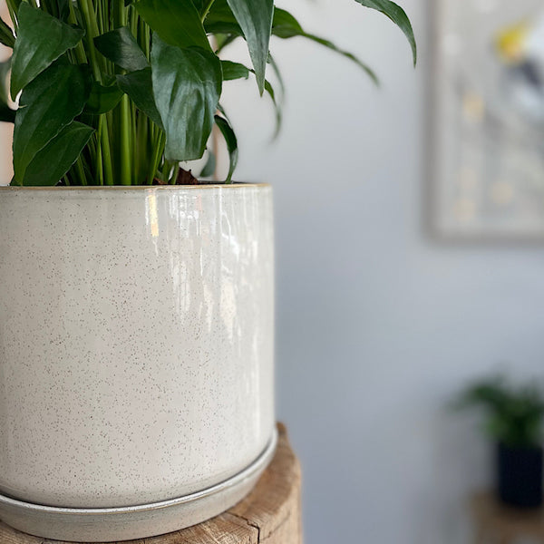 Peace Lily in Large Oslo Pot Sandstorm