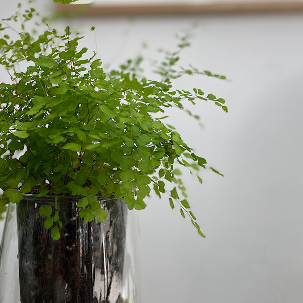 Maidenhair Fern in Large Self Watering Glass Pot