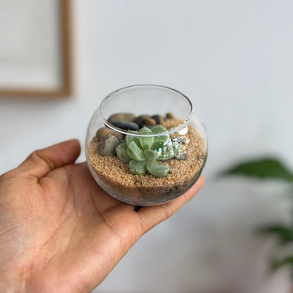 Small Orb Succulent Terrarium