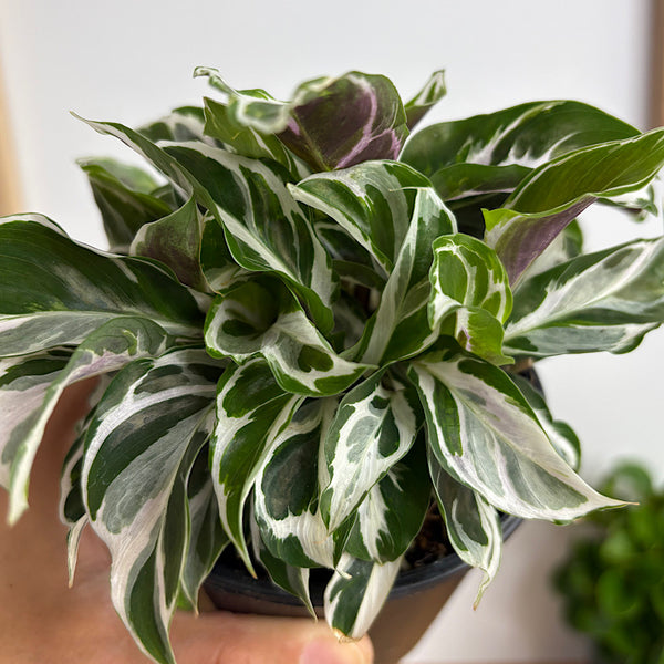 Calathea White Fusion 100mm