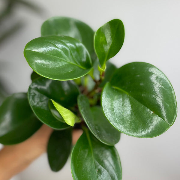 Peperomia Obtusifolia Jade 100mm
