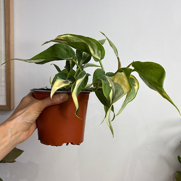Philodendron Hederaceum Rio Cream Splash 130mm