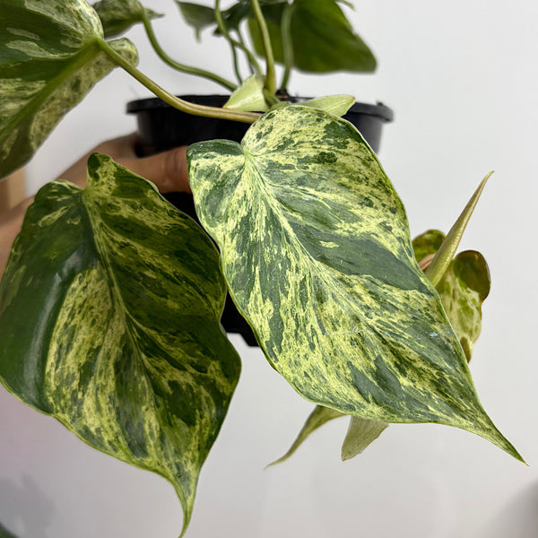 Philodendron Cordatum Variegated Heart Leaf 130mm