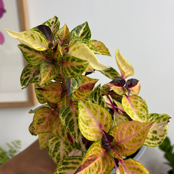 Iresine Variegated 130mm