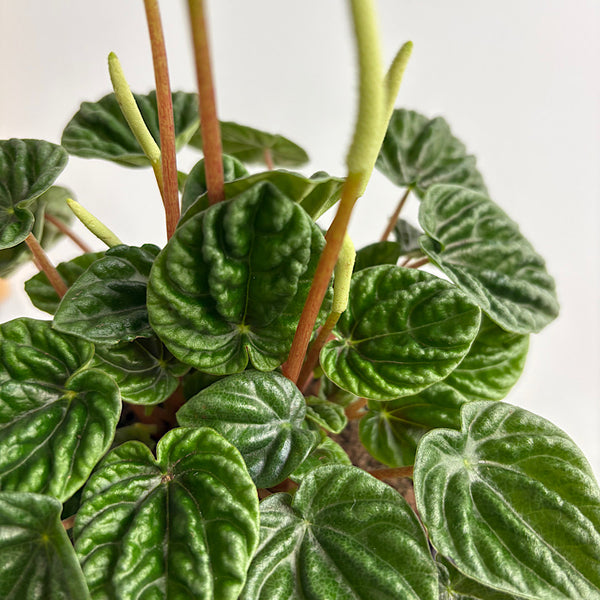 Peperomia Caperata Lilian 120mm