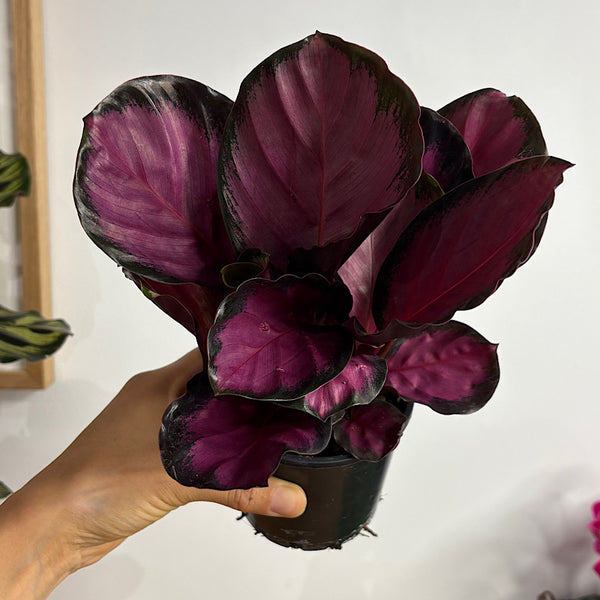 Calathea Purple Rose 100mm