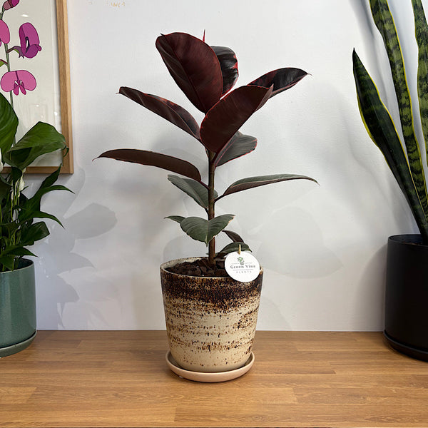 Ficus Ruby in Large Gerti Pot Cookies & Cream