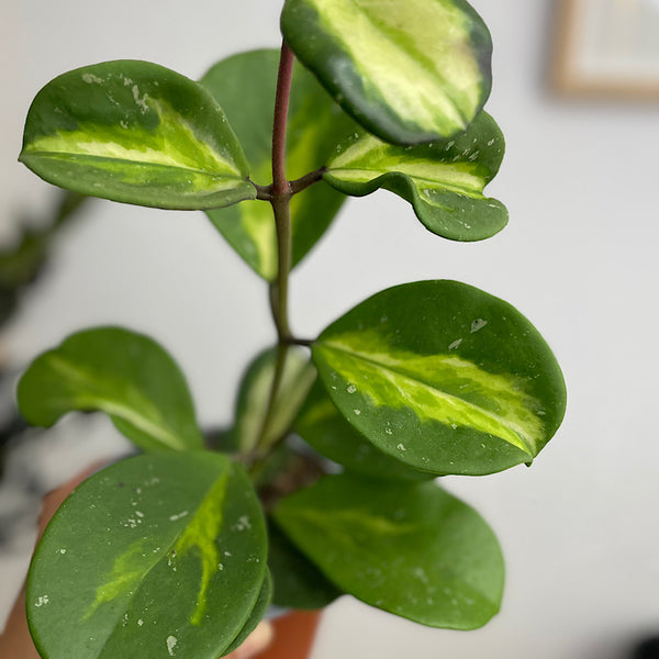 Hoya Obovata 130mm