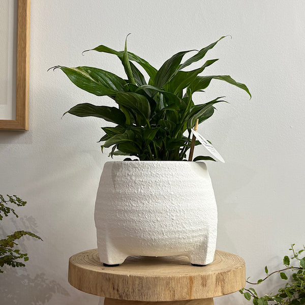 Domino Peace Lily in Soffie Pot White